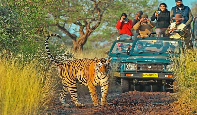 Tigre du Rajasthan