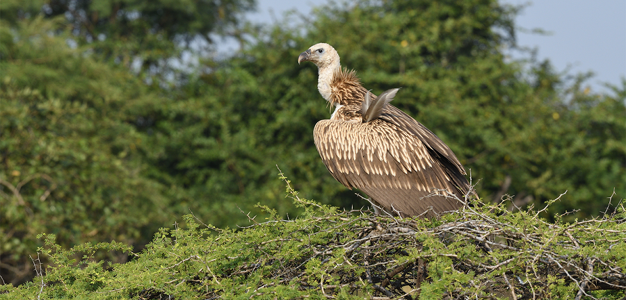 Wildlife