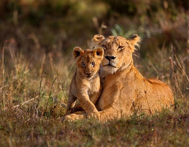 Wildlife