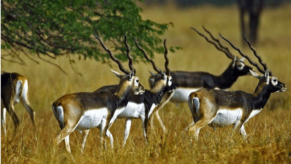 Wildlife