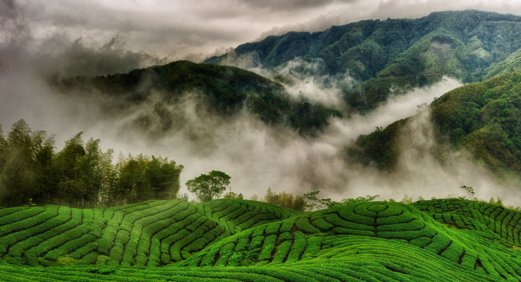 Munnar - Tea Plantation Hills